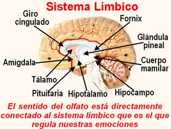 emociones sistema_limbico_y_sentido_del_olfato