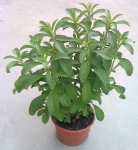 stevia planta maceta